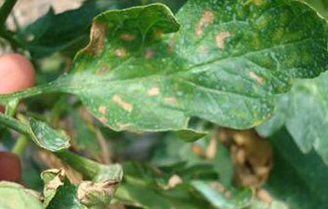 番茄早疫病防治技术（番茄疫病病害防治）