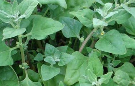 番杏的种植技术（番杏的种植技术与管理）