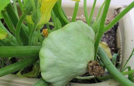 飞碟瓜栽培技术（飞碟瓜种植）