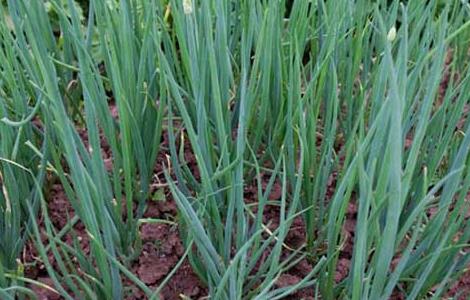 分葱高产种植技术（盆栽分葱技术）