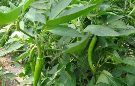 杭椒种子怎么种 杭椒种子价格