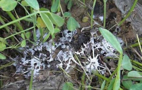 花生白绢病的防治方法(花生白绢病的防治方法是)