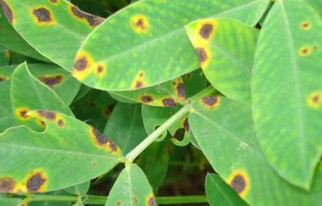 花生褐斑病的防治方法 花生褐斑病的危害症状