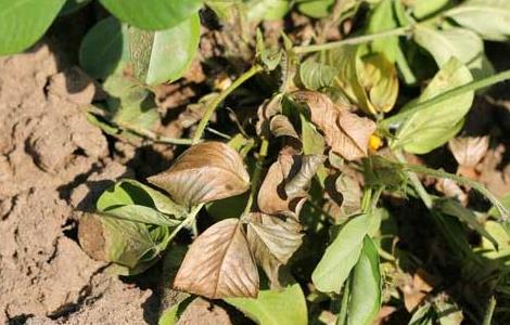 花生茎腐病的防治方法 花生茎腐病的治疗