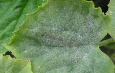 黄瓜白粉病怎么防治 怎样预防黄瓜白粉病