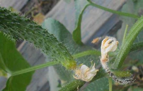 黄瓜灰霉病的防治方法 黄瓜灰霉病的防治方法用什药