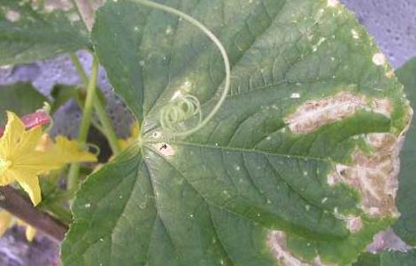 黄瓜叶枯病的防治方法 黄瓜叶枯病的防治方法图片