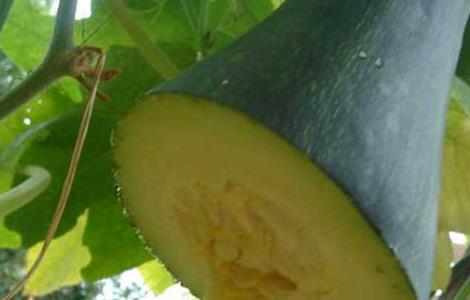 砍瓜的种植方法 砍瓜的种植方法和时间