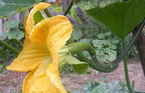 砍瓜种子怎么种 砍瓜的种子什么样的