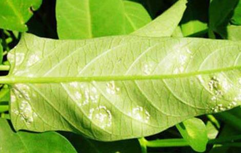 空心菜白锈病的防治方法（白菜白锈病的防治方法）