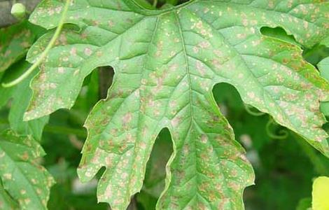 苦瓜白粉病的防治方法（苦瓜白粉病症状）