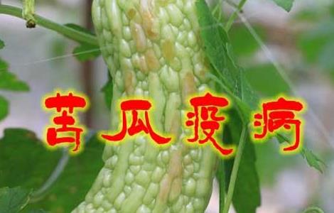苦瓜疫病的防治方法（苦瓜疫病的防治方法有哪些）