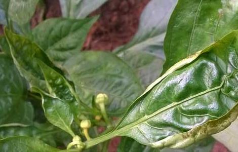 辣椒白粉病怎么防治（辣椒白粉病用什么药效果好）
