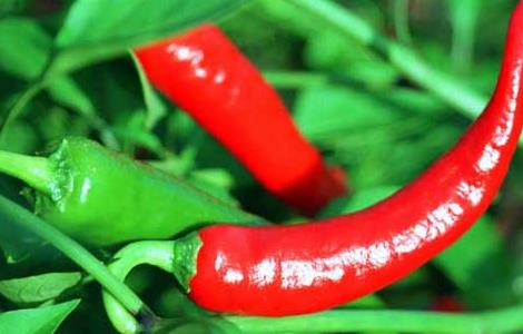 辣椒软腐病的防治方法 辣椒软腐病如何防治