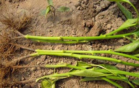 辣椒早疫病的防治方法（辣椒早疫病图片及防治）