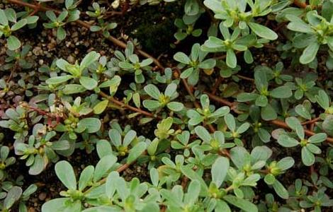 马齿菜种植技术 马齿菜的种植