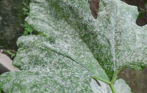 南瓜白粉病的防治方法（南瓜得白粉病可以用什么药）