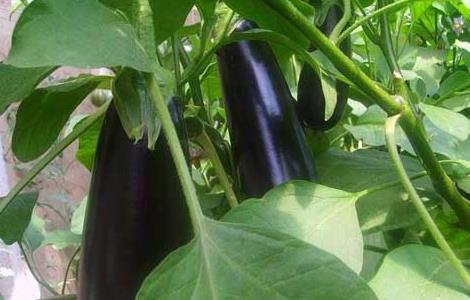 茄子猝倒病的防治方法（茄子猝倒病如何防治）