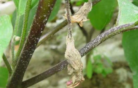 茄子菌核病的防治方法（茄子菌核病如何防治）