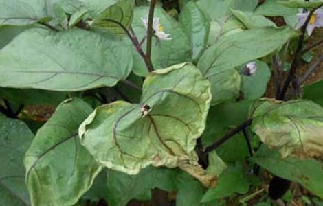 茄子枯萎病的防治方法（茄子枯萎病的防治方法有哪些）