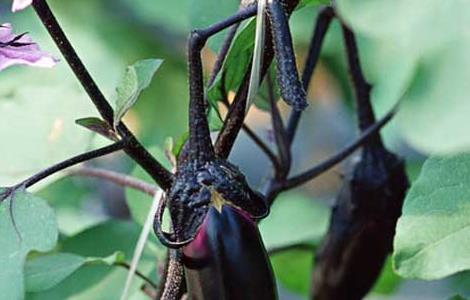 茄子绵疫病的防治方法（茄子绵疫病如何防治）