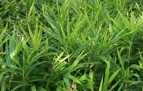 生姜叶枯病的防治方法（生姜叶枯病的防治方法有哪些）