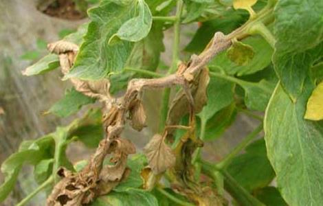 西红柿灰霉病的防治方法 西红柿灰霉病的防治方法图片