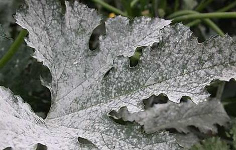 西葫芦白粉病的防治方法 西葫芦白粉病危害症状