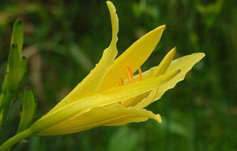 黄花菜种子怎么种 黄花菜种子怎么种?什么时候种植?