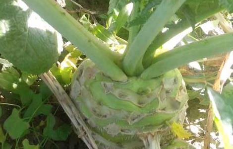 芥菜是什么菜 荠菜的图片