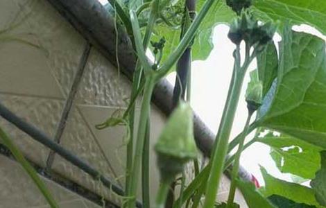 盆栽丝瓜的种植方法 盆栽丝瓜的种植方法和技术