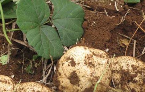 地瓜高产种植技术(地瓜高产种植技术与管理)