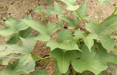 红薯苗的栽培技术（红薯苗的栽培技术与管理）