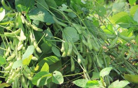 黑豆什么时候种植 黑豆什么时候种植再佳时候