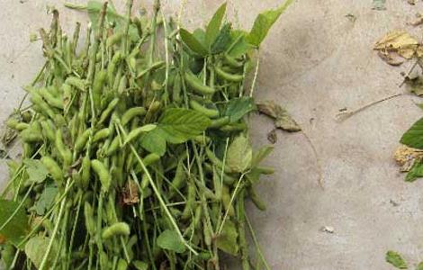 黑豆什么时候种植