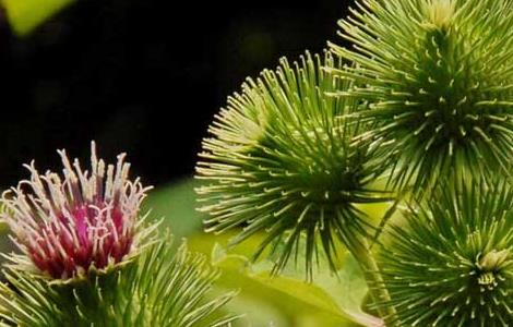 牛蒡是什么东西 牛蒡是什么内脏