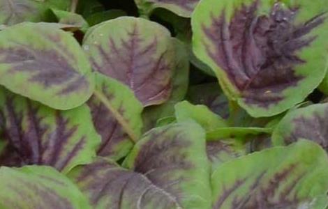 苋菜高产种植技术（苋菜高产栽培技术）