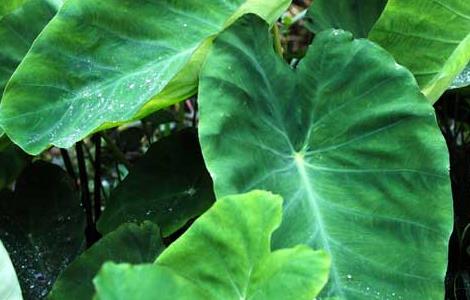 芋头高产种植技术 红芽芋头高产种植技术