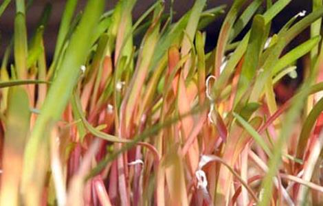 韭黄是怎么长出来的（韭黄是怎么长出来的图片）