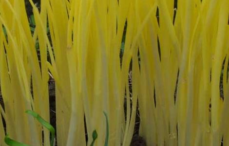 韭黄是怎么长出来的