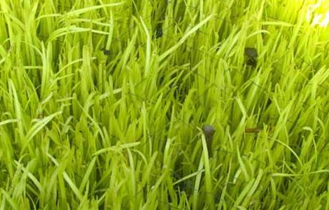 韭黄无土栽培技术（韭黄无土栽培技术和管理）