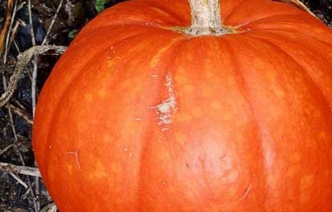 南瓜是热性还是凉性（南瓜是热性还是凉性的）