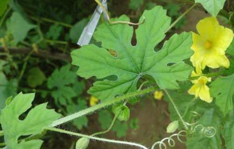 苦瓜什么时候传入中国（苦瓜进入中国）