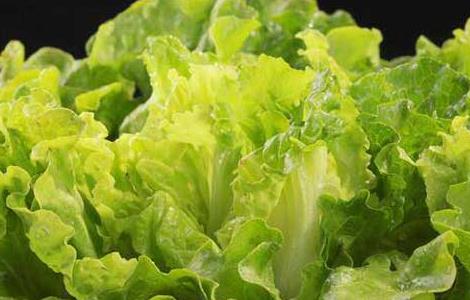 生菜什么时候传入中国 生菜啥时候传入中国