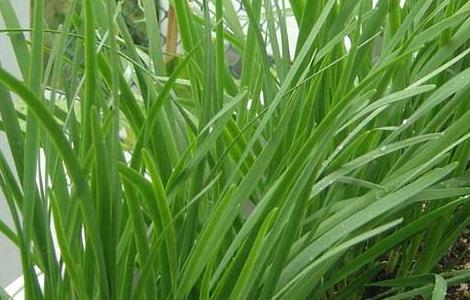 韭菜什么时候播种（韭菜什么时候播种,什么时候成熟）