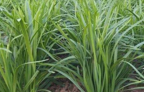 韭菜种植最简单方法 韭菜种植最简单方法阳台