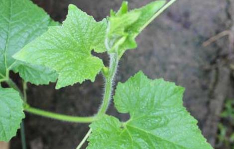 冬瓜种子怎么种植（冬瓜种子怎么种植方法）