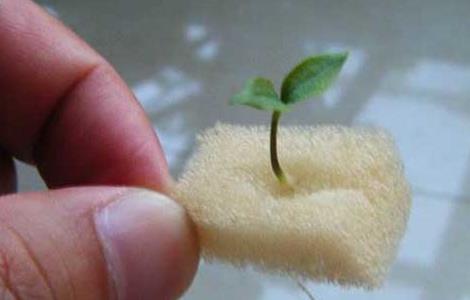 无土栽培营养液配方大全（无土栽培营养液配方大全视频）