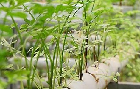 无土栽培蔬菜安全吗 无土栽培有机蔬菜安全吗