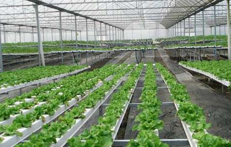 无土栽培一般投入多少钱 无土栽培技术投资多少钱
